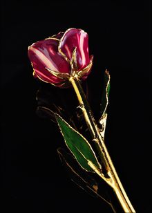 Gold Rose | Gold Trimmed Rose