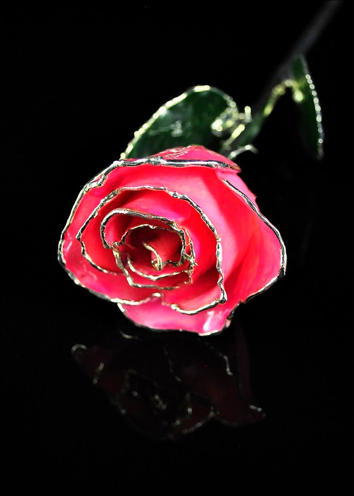 Silver Rose | Silver Trimmed Rose